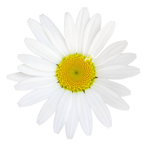 istock Lovely white Daisy (Marguerite) isolated on white background, including clipping path. 1201615161