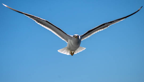 istock City bird in the sky 1201616727