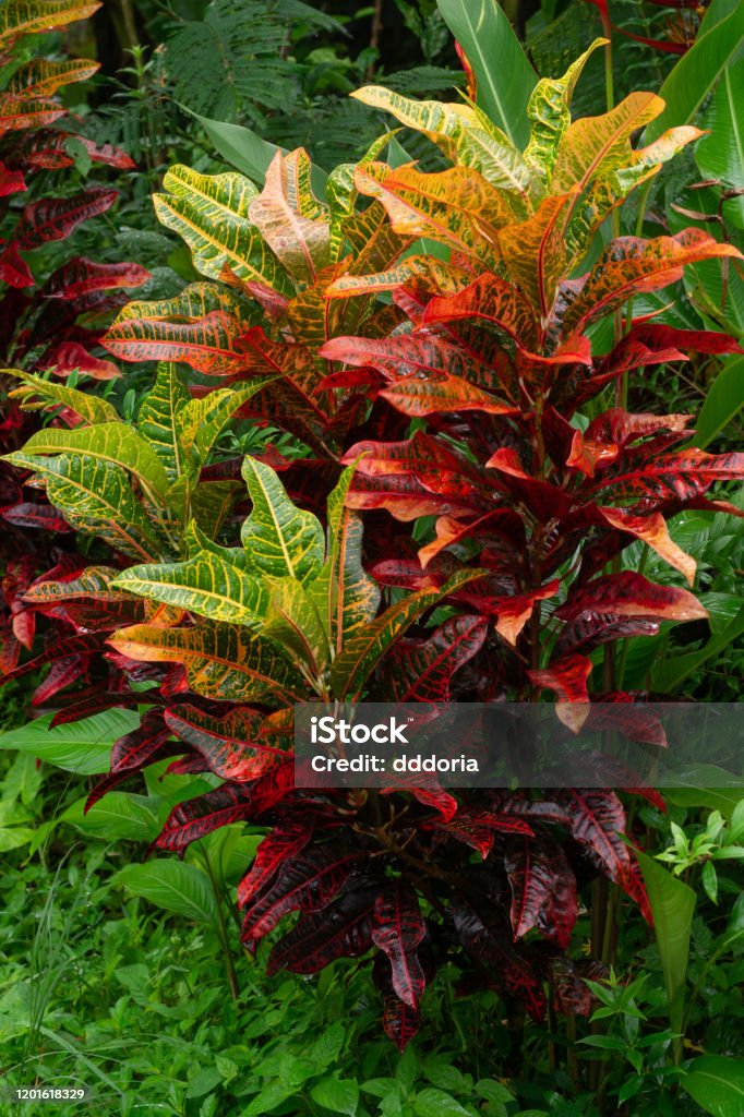 Foto de Planta De Croton Com Folhas Vermelhas E Laranjas Crescendo Em  Condições Naturais Em Região Tropical e mais fotos de stock de Codiaeum  Variegatum - iStock