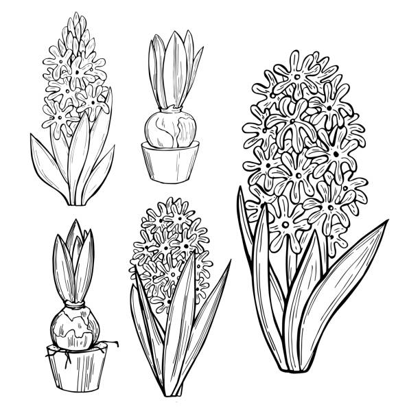 Hyacinths. Spring flowers. Hand drawn hyacinths. Spring flowers. Vector sketch  illustration. hyacinth stock illustrations
