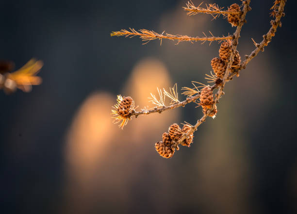 Larch cones in autumn light with blurry background and lense flare