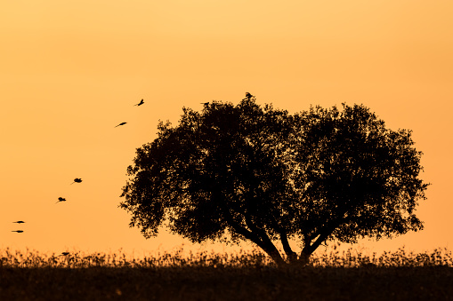 Birds flying to a cork oak silhouette at sunset in Alentejo (Portugal)