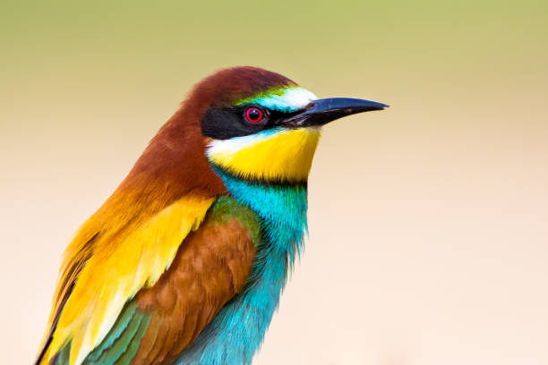 Portrait of a Bee-Eater (Merops Apiaster)