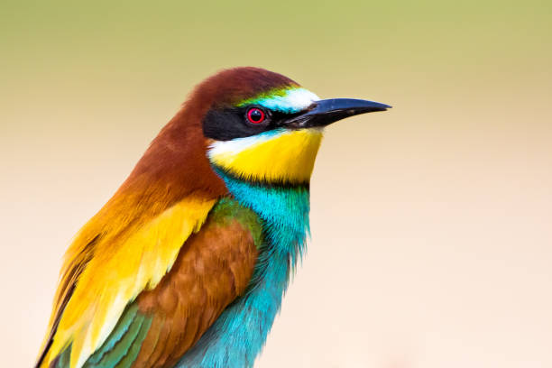 Portrait of a Bee-Eater (Merops Apiaster) A close up portrait of a Bee-Eater (Merops Apiaster) in a farm of Covilhã (Portugal). bee eater photos stock pictures, royalty-free photos & images