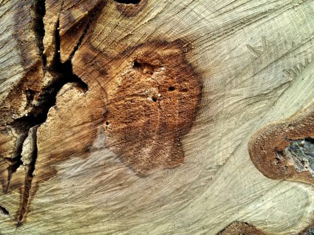 istock Natural texture, timber cut surface, wood cut piece and background image. 1201620925