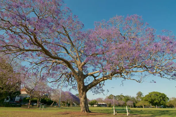 Low angle picture of a beautiful blooming Jacaranda tree in the New Farm Park in Brisbane, Australia