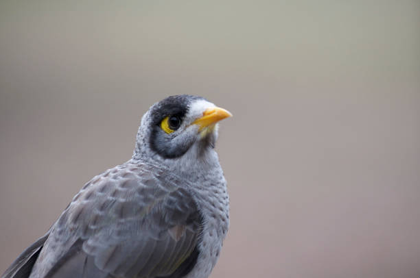 istock Close up of a Noisy Miner bird 1201621102