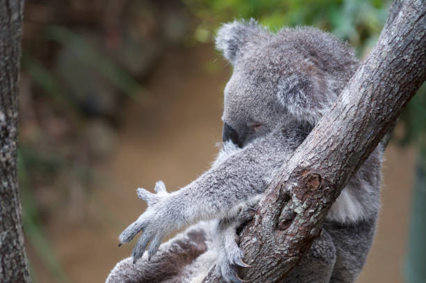 Wild Koala Sleeping On Eucaliptus Tree in Australia