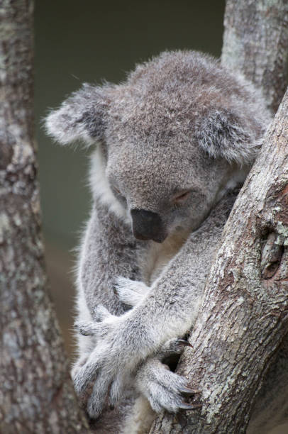istock Sleeping Koala at Daisy Hill recovery center 1201621153