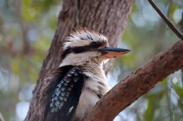 View of a laughing kookaburra (Dacelo novaeguineae) bird on a tree branch at Daisy Hill conservation Park in Brisbane, Queensland , Australia