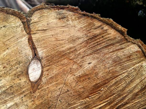 istock Natural texture, timber cut surface, wood cut piece and background image. 1201621205
