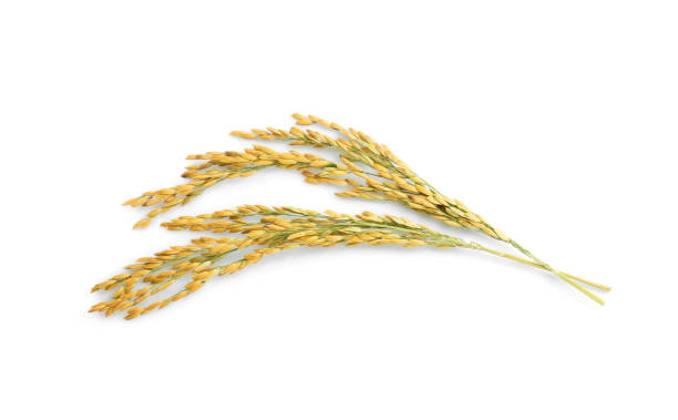 yellow paddy rice isolated on white background