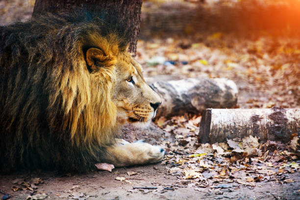 istock Beautiful Mighty Lion running to her lioness 1201622306