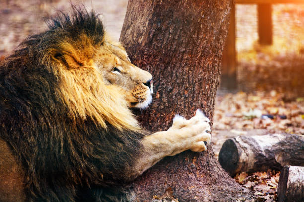 istock Beautiful Mighty Lion running to her lioness 1201622311