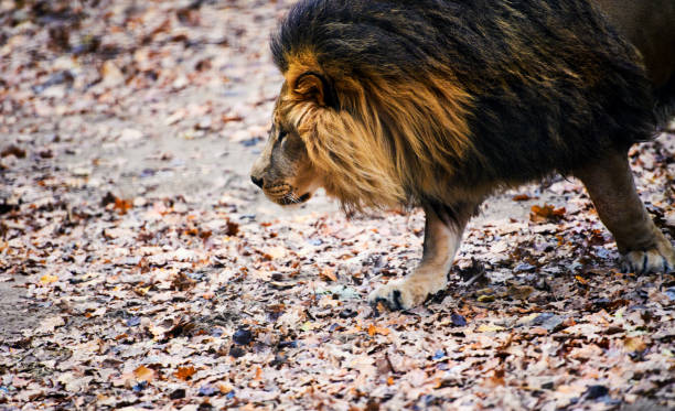 istock Beautiful Mighty Lion running to her lioness 1201622315
