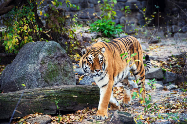 istock Beautiful amur tiger portrait 1201622325