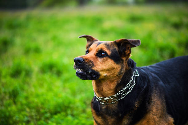 Angry dog attacks. The dog looks aggressive and dangerous.