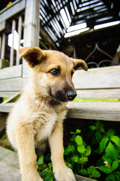istock cute little puppy 1201622341