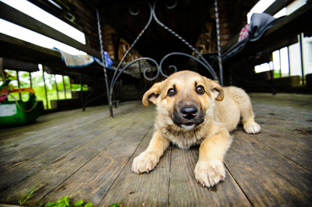 istock cute little puppy 1201622345