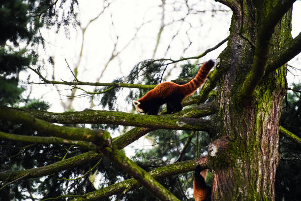 istock Portrait of a Red Panda ( Ailurus fulgens ) 1201622347