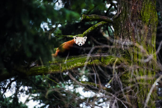 istock Portrait of a Red Panda ( Ailurus fulgens ) 1201622348