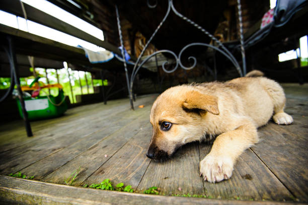 istock cute little puppy 1201622352