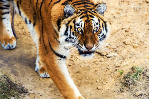 istock Beautiful amur tiger portrait 1201622357