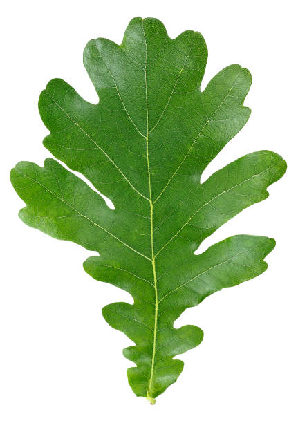 istock Vertical image of oak green leaf isolated on a white background. Top view. 1201622414