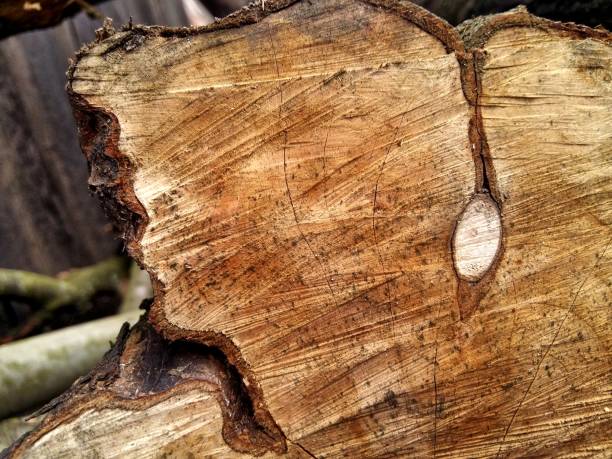 istock Natural texture, timber cut surface, wood cut piece and background image. 1201622999