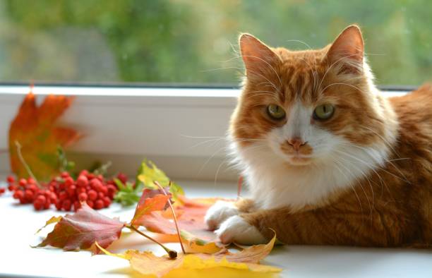 istock Red cat with colorful autumn leaves  background 1201624422