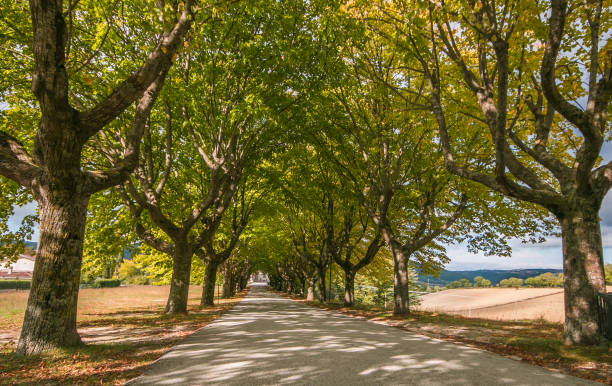 istock A line of trees arching over a road in Umbria 1201624621