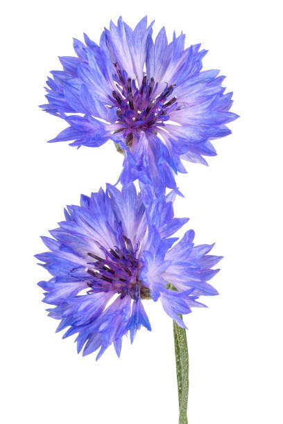 flower isolated Studio Shot of Blue Colored Cornflower Isolated on White Background. Large Depth of Field (DOF). Macro. Close-up. macro white cornflower stock pictures, royalty-free photos & images