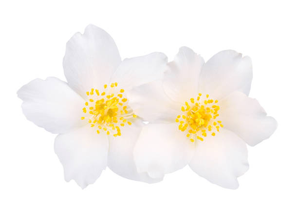 istock Jasmine flowers isolated on white background 1201628361