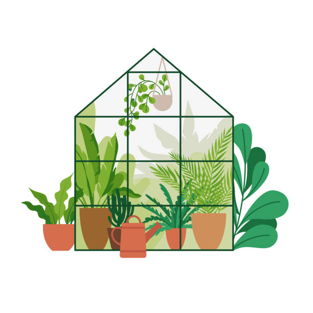 vektor-illustration in flachen einfachen stil - gewächshaus mit pflanzen, stilvolle urbane dschungel plakat oder druck für hausgarten - greenhouse stock-grafiken, -clipart, -cartoons und -symbole
