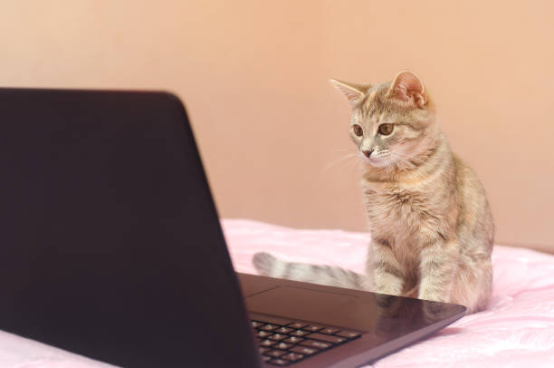 istock Little gray cat sits at a laptop and looks at it. Search for information. Modern technologies. Pet, animal 1201631714