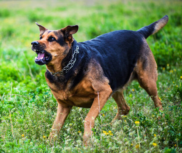 istock Angry dog attacks. The dog looks aggressive and dangerous. 1201633048