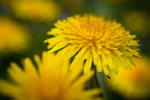 Detail of bright common dandelion in meadow at springtime. Macro photo.