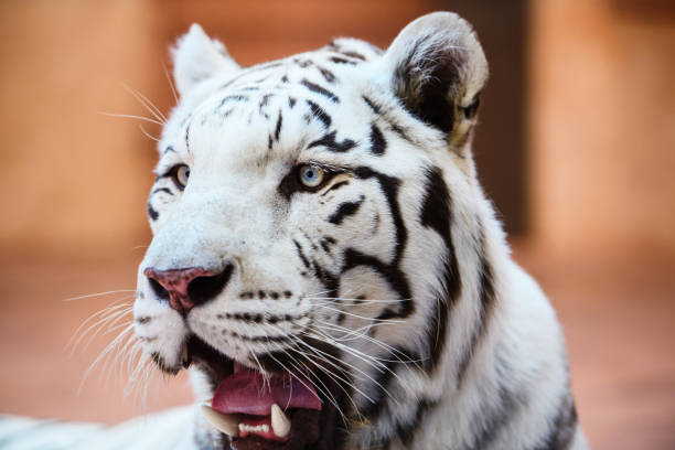 istock Beautiful white tiger portrait 1201633997
