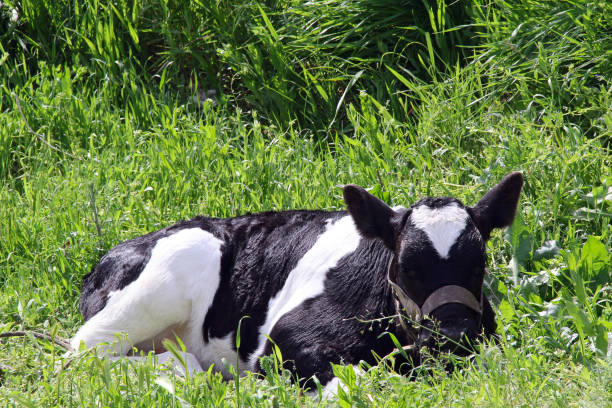 istock calf in a meadow. photo 1201636553