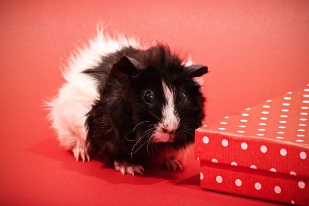 Cute guinea pig next to a red gift box