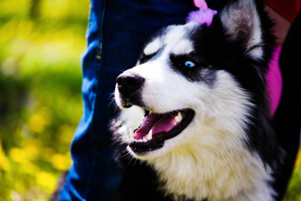 istock Funny husky dog lying on the grass, spring time 1201636851