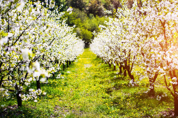 jardin de pomme, fleur sur l'arbre, temps de ressort - orchard flower apple tree tree photos et images de collection