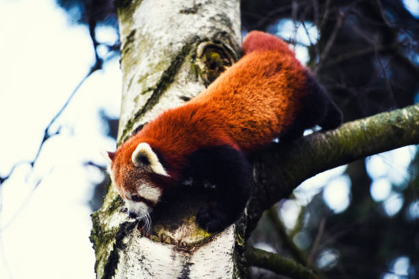 istock Portrait of a Red Panda ( Ailurus fulgens ) 1201637183