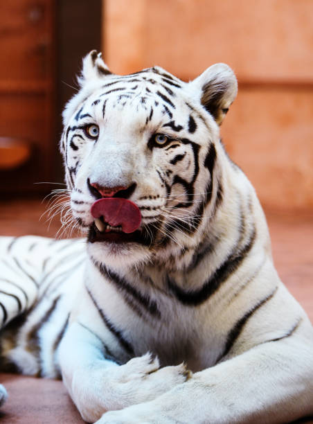 istock Beautiful white tiger portrait 1201637302