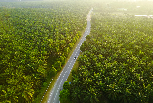 Aerial view of green palm plantation during sunrise