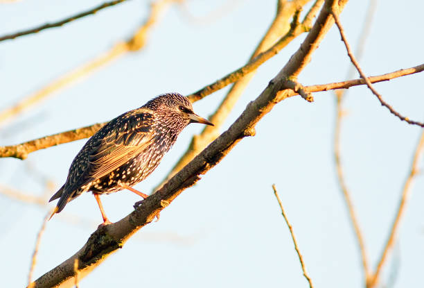 istock One Starling perched on a tree branch, good detail to face and feathers 1201643815