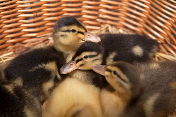 istock Several newborn ducklings with different colours in a basket 1201645379