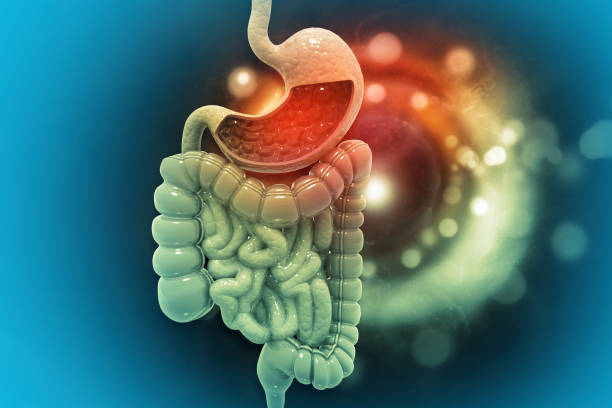 Human digestive system on scientific background stock photo