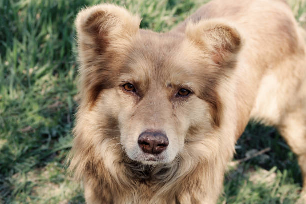 homelless dog is looking for food. photo.