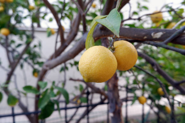Close-up of two ripe yellow lemons hanging on tree in winter.
